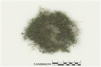 藏品(尖喙苔屬)的圖片